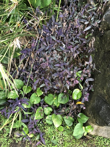 Cohitre morado (Tradescantia pallida)