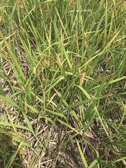Carex paleacea