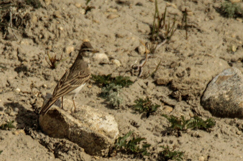 Hume's Short-toed Lark (Calandrella acutirostris), photo 3