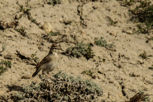 Hume's Short-toed Lark (Calandrella acutirostris), photo 10
