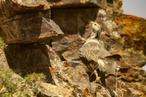Himalayan Snowcock (Tetraogallus himalayensis), photo 5