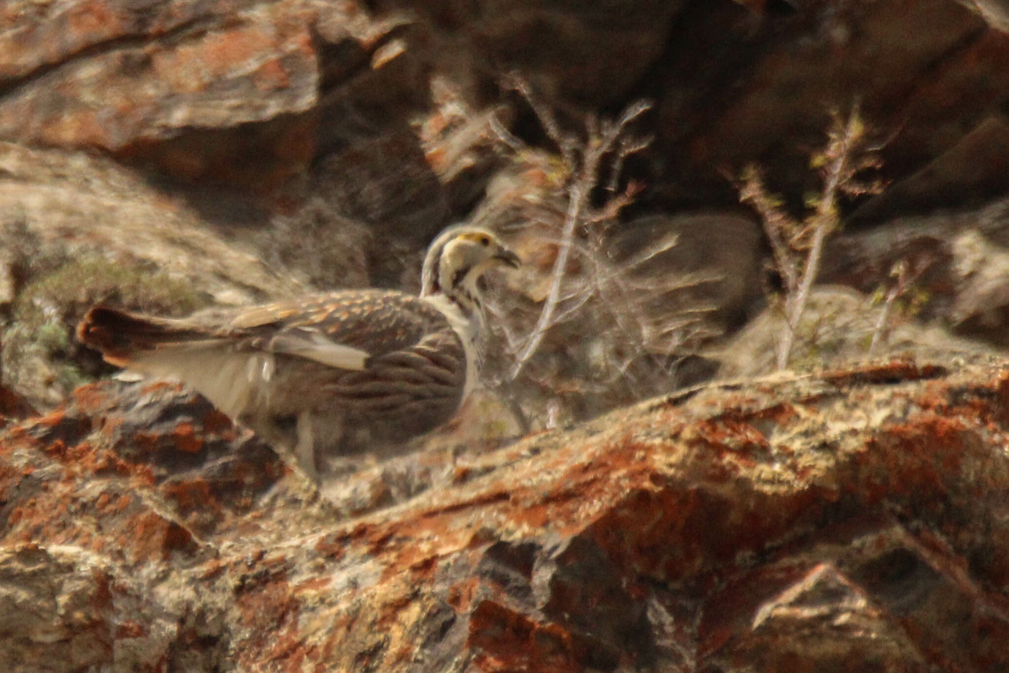 Himalayan Snowcock (Tetraogallus himalayensis), photo 10