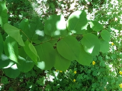 Reynoutria × bohemica