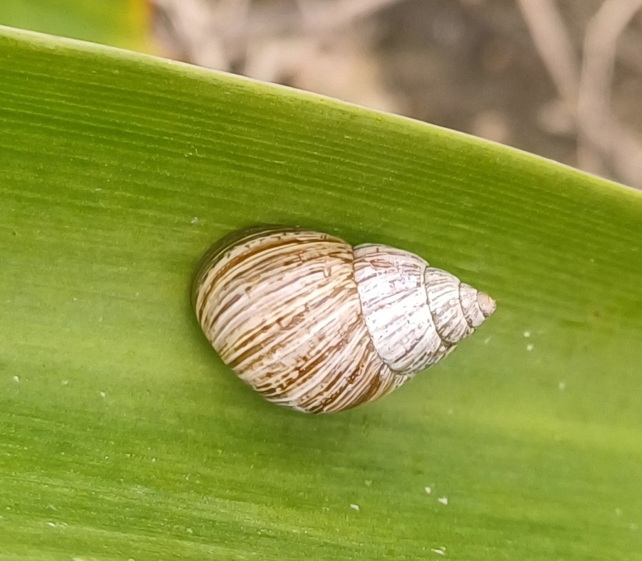 Bostryx conspersus