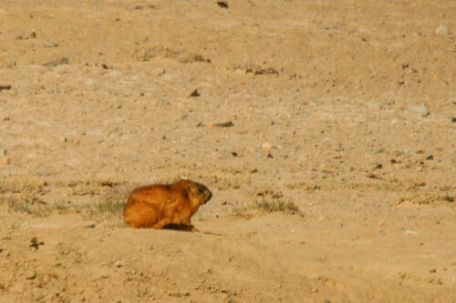 Long-tailed Marmot