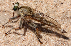 Proctacanthella