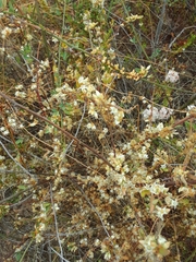 Cuscuta