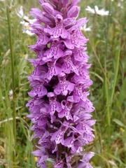 Dactylorhiza fuchsii