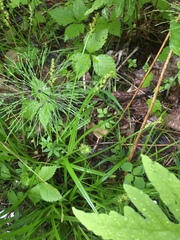 Carex stipata