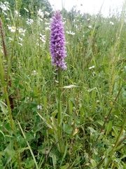 Dactylorhiza fuchsii