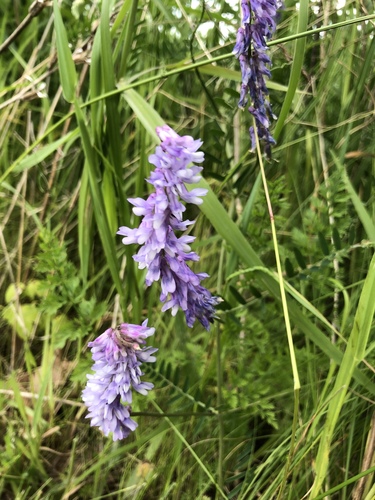 bird vetch (Vicia cracca)