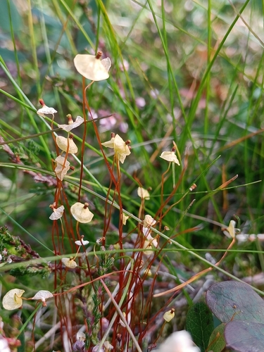 Image of Splachnum luteum by (c) Jere Kahanpää, some rights reserved (CC BY)