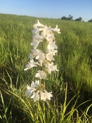 Penstemon tubaeflorus