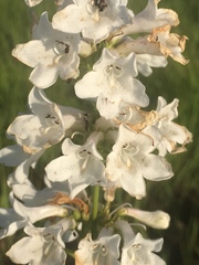 Penstemon tubaeflorus