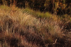 Melinis repens repens