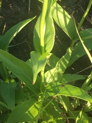 Penstemon tubaeflorus