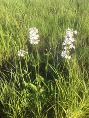 Penstemon tubaeflorus