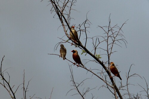 Red-billed Quelea