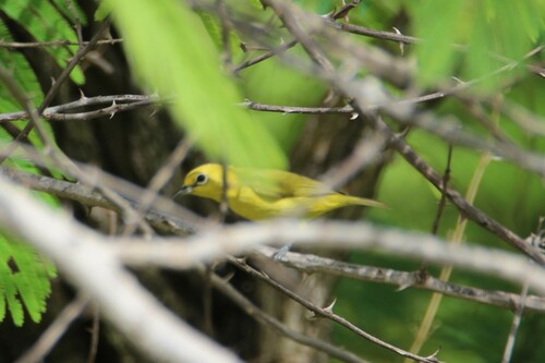 Northern Yellow White-eye