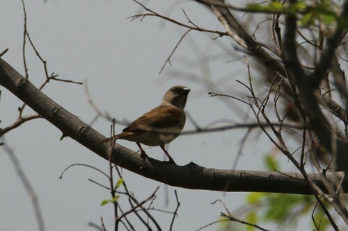 Northern Grey-headed Sparrow
