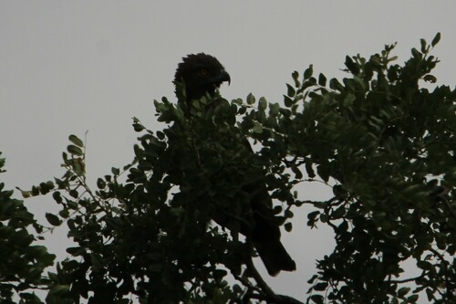 Brown Snake-Eagle