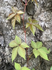 Parthenocissus quinquefolia