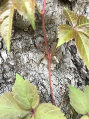 Parthenocissus quinquefolia
