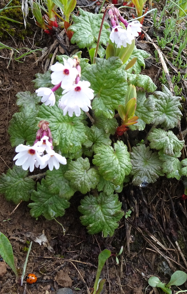 Primula turkeviczii