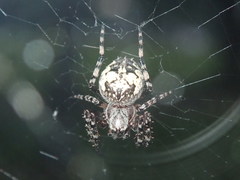 Araneus nordmanni