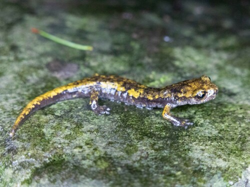 Strinati's Cave Salamander, La Spezia, Italië, photo 7 of 10