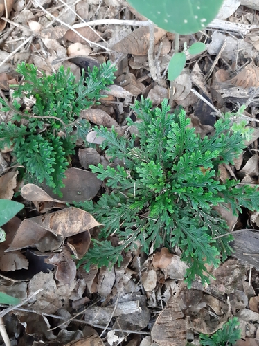 Selaginella convoluta, photograph 2