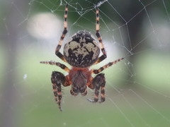 Araneus nordmanni