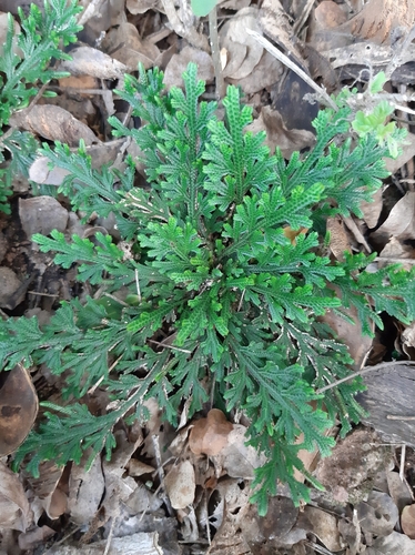 Selaginella convoluta, photograph 3