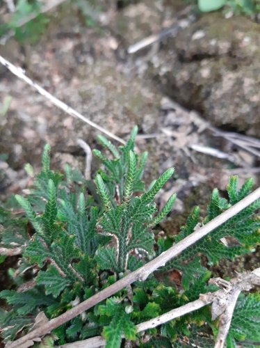 Selaginella convoluta, photograph 4