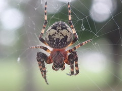 Araneus nordmanni