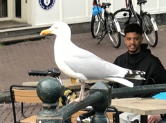 Larus argentatus