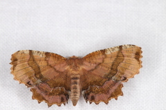 Cepphis armataria
