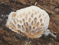 Hexagonia vesparia