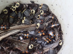 Nicrophorus sayi