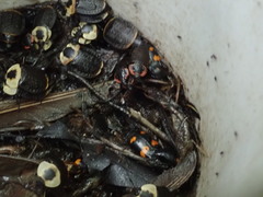 Nicrophorus sayi