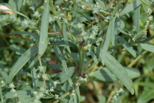 Image of Atriplex littoralis by no rights reserved