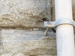 Turdus migratorius