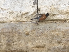 Turdus migratorius