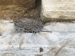 Turdus migratorius