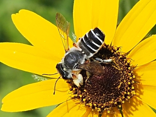 Megachile policaris (Megachile policaris), a species recorded in Oklahoma