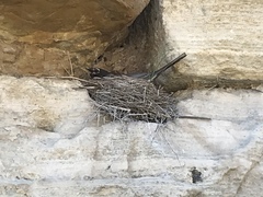 Turdus migratorius