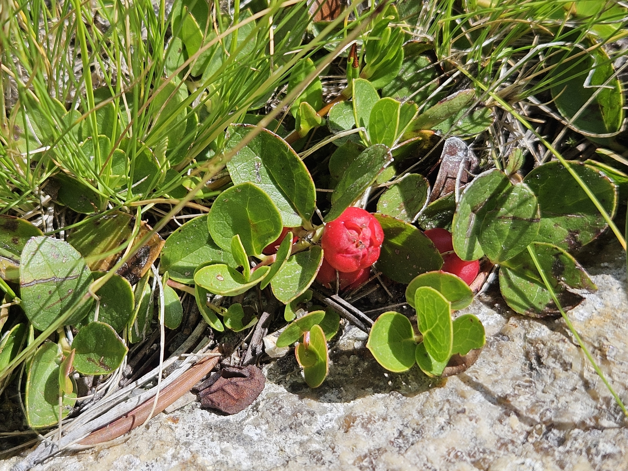 Imagem de Gaultheria humifusa não possui um nome popular amplamente reconhecido no Brasil