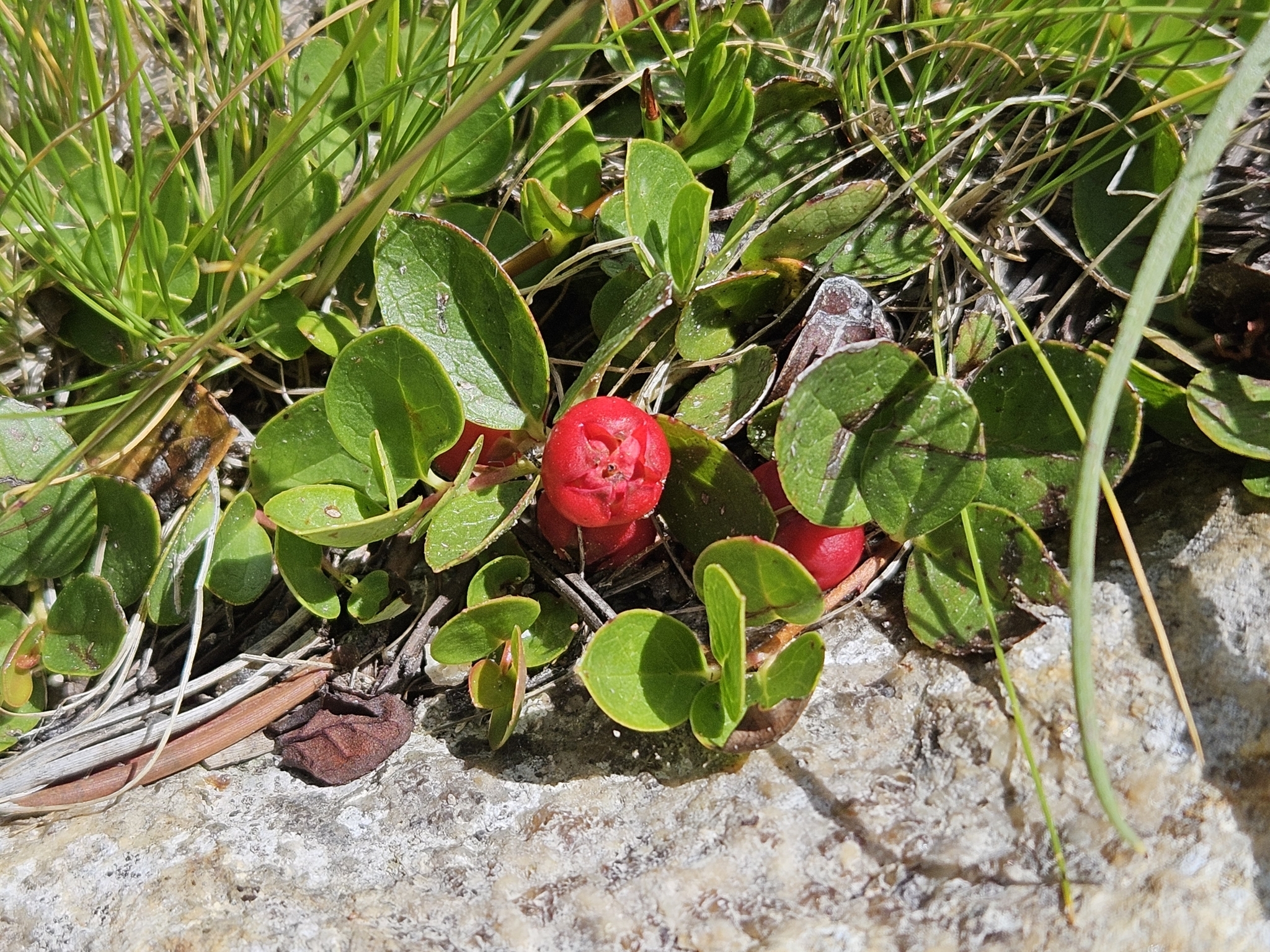 Imagem de Gaultheria humifusa não possui um nome popular amplamente reconhecido no Brasil