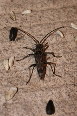Elytrimitatrix undata