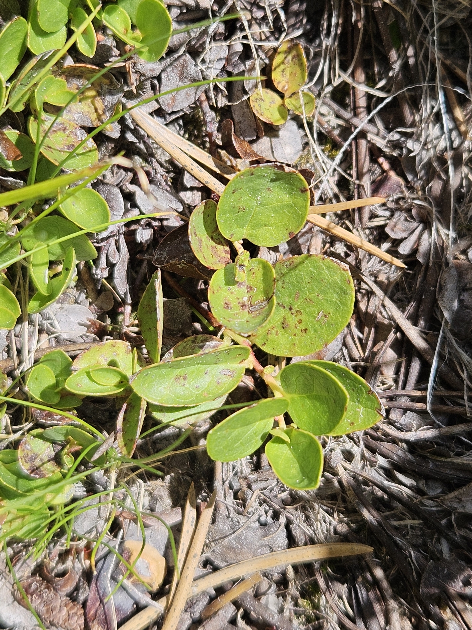 Imagem de Gaultheria humifusa não possui um nome popular amplamente reconhecido no Brasil